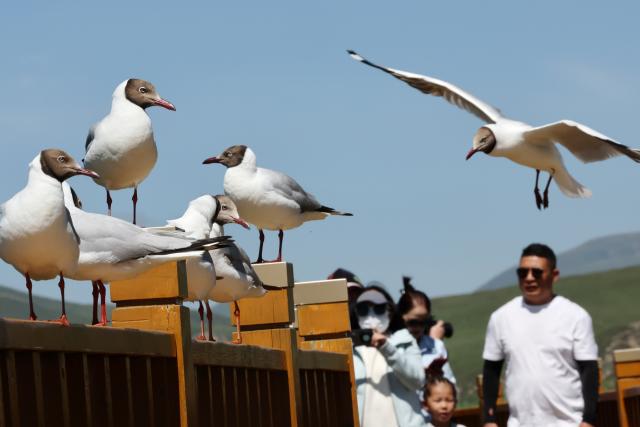 (250712) -- LUQU, July 12, 2025 (Xinhua) -- Tourists watch brown-headed gulls at the Gahai wetland in Luqu County of the Tibetan Autonomous Prefecture of Gannan, northwest China's Gansu Province, July 11, 2025. Brown-headed gulls at the Gahai wetland attracted many tourists in summer. (Xinhua/Ma Ning)