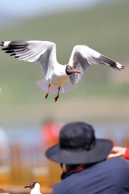 (250712) -- LUQU, July 12, 2025 (Xinhua) -- A brown-headed gull flies over the Gahai wetland in Luqu County of the Tibetan Autonomous Prefecture of Gannan, northwest China's Gansu Province, July 11, 2025. Brown-headed gulls at the Gahai wetland attracted many tourists in summer. (Xinhua/Chen Bin)