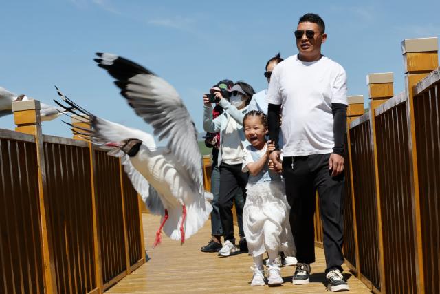 (250712) -- LUQU, July 12, 2025 (Xinhua) -- Tourists watch brown-headed gulls at the Gahai wetland in Luqu County of the Tibetan Autonomous Prefecture of Gannan, northwest China's Gansu Province, July 11, 2025. Brown-headed gulls at the Gahai wetland attracted many tourists in summer. (Xinhua/Ma Ning)