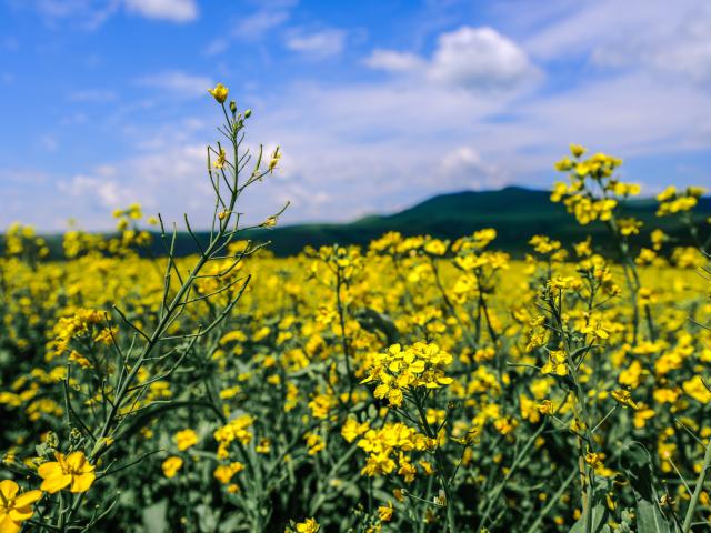 (250712) -- HULUN BUIR, July 12, 2025 (Xinhua) -- This photo shows rapeseed flowers in Ergun of Hulun Buir, north China's Inner Mongolia Autonomous Region, July 12, 2025. (Xinhua/Ma Jinrui)