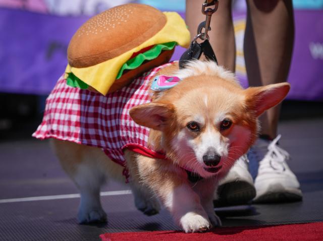 (250713) -- VANCOUVER, July 13, 2025 (Xinhua) -- A dressed up dog is seen during a dog fashion show in Vancouver, Canada, July 12, 2025. An outdoor pet festival kicked off here on Saturday, featuring a dog fashion show. (Photo by Liang Sen/Xinhua)