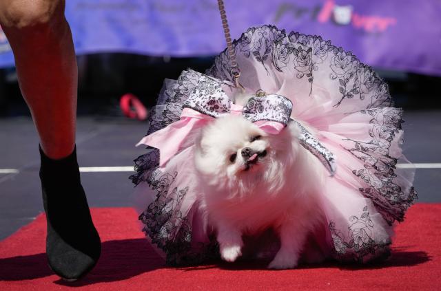 (250713) -- VANCOUVER, July 13, 2025 (Xinhua) -- A dressed up dog is seen during a dog fashion show in Vancouver, Canada, July 12, 2025. An outdoor pet festival kicked off here on Saturday, featuring a dog fashion show. (Photo by Liang Sen/Xinhua)