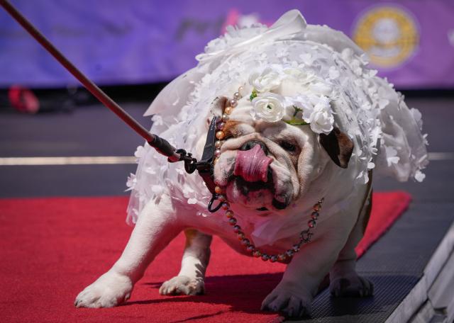 (250713) -- VANCOUVER, July 13, 2025 (Xinhua) -- A dressed up dog is seen during a dog fashion show in Vancouver, Canada, July 12, 2025. An outdoor pet festival kicked off here on Saturday, featuring a dog fashion show. (Photo by Liang Sen/Xinhua)