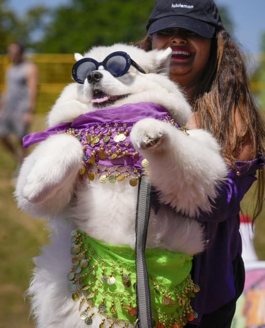 (250713) -- VANCOUVER, July 13, 2025 (Xinhua) -- A dressed up dog is seen during a dog fashion show in Vancouver, Canada, July 12, 2025. An outdoor pet festival kicked off here on Saturday, featuring a dog fashion show. (Photo by Liang Sen/Xinhua)