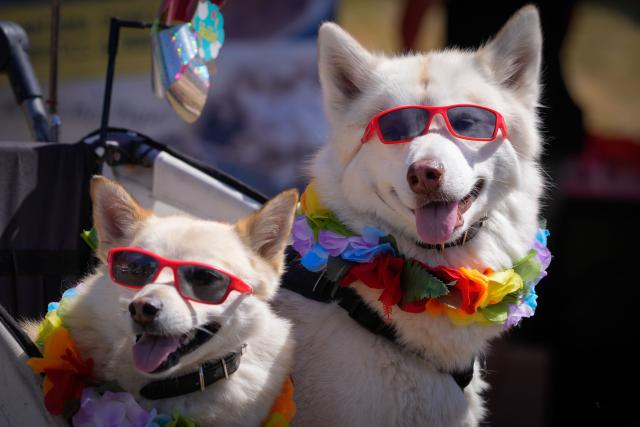 (250713) -- VANCOUVER, July 13, 2025 (Xinhua) -- Dressed up dogs are seen during a dog fashion show in Vancouver, Canada, July 12, 2025. An outdoor pet festival kicked off here on Saturday, featuring a dog fashion show. (Photo by Liang Sen/Xinhua)