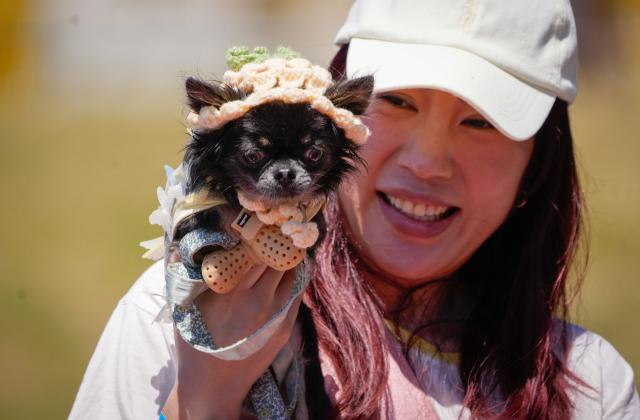 (250713) -- VANCOUVER, July 13, 2025 (Xinhua) -- A dressed up dog is seen during a dog fashion show in Vancouver, Canada, July 12, 2025. An outdoor pet festival kicked off here on Saturday, featuring a dog fashion show. (Photo by Liang Sen/Xinhua)