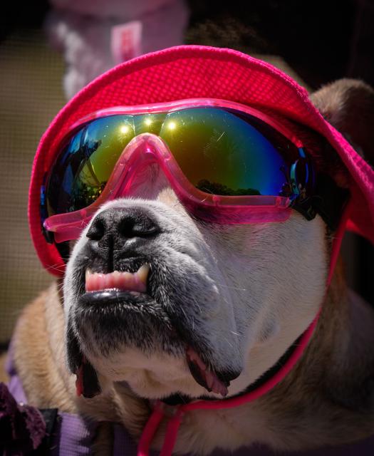 (250713) -- VANCOUVER, July 13, 2025 (Xinhua) -- A dressed up dog is seen during a dog fashion show in Vancouver, Canada, July 12, 2025. An outdoor pet festival kicked off here on Saturday, featuring a dog fashion show. (Photo by Liang Sen/Xinhua)