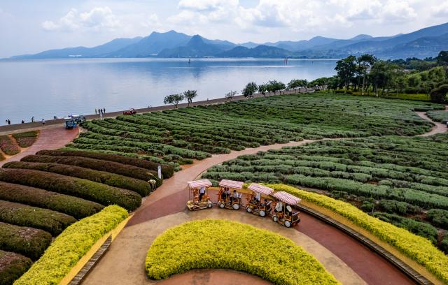 (250717) -- YUXI, July 17, 2025 (Xinhua) -- A drone photo taken on July 16, 2025 shows tourists taking a sightseeing bus by Fuxian Lake in Yuxi City, southwest China's Yunnan Province. The beautiful scenery of Fuxian Lake in summer has attracted tourists nationwide. (Xinhua/Chen Xinbo)