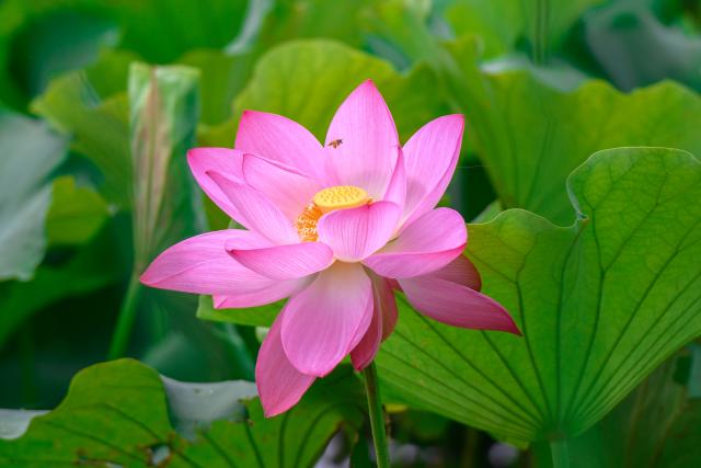 (250717) -- QIUBEI, July 17, 2025 (Xinhua) -- This photo taken on July 16, 2025 shows a blooming lotus at the Puzhehei scenic area in Qiubei County, Wenshan Zhuang and Miao Autonomous Prefecture, southwest China's Yunnan Province. The beautiful scenery of Puzhehei, along with the rich amusement facilities there, has attracted lots of visitors during the summer. (Photo by Peng Yikai/Xinhua)