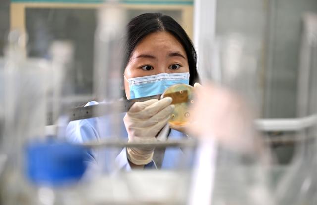 (250918) -- LINGSHUI, Sept. 18, 2025 (Xinhua) -- A staff member of the South China Sea Fisheries Research Institute of the Chinese Academy of Fishery Sciences conducts scientific research on the breeding of yellowfin tunas in Lingshui Li Autonomous County, south China's Hainan Province, on Sept. 17, 2025. In recent years, Hainan Province has accelerated the development of its fishery industry by giving full play to its advantages in marine fisheries.
  Thanks to technological breakthroughs, the South China Sea Fisheries Research Institute of the Chinese Academy of Fishery Sciences established an offshore yellowfin tuna breeding base in Lingshui, which has achieved artificial spawning and hatching of yellowfin tunas. (Xinhua/Guo Cheng)