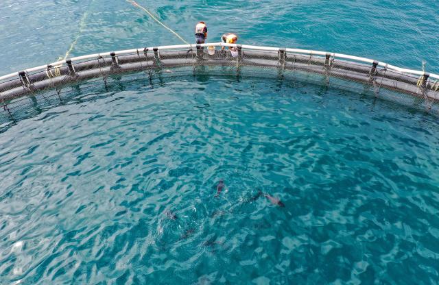 (250918) -- LINGSHUI, Sept. 18, 2025 (Xinhua) -- An aerial drone photo taken on Sept. 17, 2025 shows staff members feeding tunas at an offshore yellowfin tuna breeding base in Lingshui Li Autonomous County, south China's Hainan Province. In recent years, Hainan Province has accelerated the development of its fishery industry by giving full play to its advantages in marine fisheries.
  Thanks to technological breakthroughs, the South China Sea Fisheries Research Institute of the Chinese Academy of Fishery Sciences established an offshore yellowfin tuna breeding base in Lingshui, which has achieved artificial spawning and hatching of yellowfin tunas. (Xinhua/Guo Cheng)