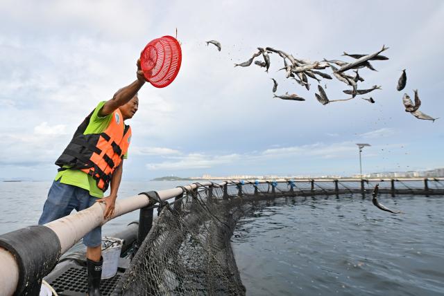 (250918) -- LINGSHUI, Sept. 18, 2025 (Xinhua) -- A staff member feeds tunas at an offshore yellowfin tuna breeding base in Lingshui Li Autonomous County, south China's Hainan Province, on Sept. 17, 2025. In recent years, Hainan Province has accelerated the development of its fishery industry by giving full play to its advantages in marine fisheries.
  Thanks to technological breakthroughs, the South China Sea Fisheries Research Institute of the Chinese Academy of Fishery Sciences established an offshore yellowfin tuna breeding base in Lingshui, which has achieved artificial spawning and hatching of yellowfin tunas. (Xinhua/Guo Cheng)