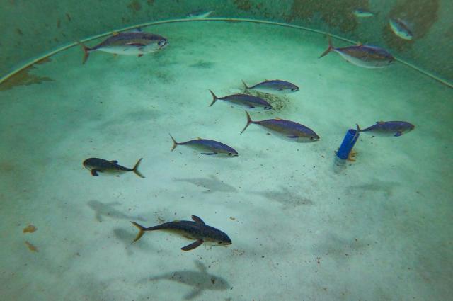 (250918) -- LINGSHUI, Sept. 18, 2025 (Xinhua) -- This photo taken on Sept. 17, 2025 shows yellowfin tunas undergoing an experiment at the South China Sea Fisheries Research Institute of the Chinese Academy of Fishery Sciences in Lingshui Li Autonomous County, south China's Hainan Province. In recent years, Hainan Province has accelerated the development of its fishery industry by giving full play to its advantages in marine fisheries.
  Thanks to technological breakthroughs, the South China Sea Fisheries Research Institute of the Chinese Academy of Fishery Sciences established an offshore yellowfin tuna breeding base in Lingshui, which has achieved artificial spawning and hatching of yellowfin tunas. (Xinhua/Guo Cheng)