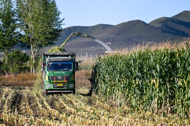 (250918) -- TONGLIAO, Sept. 18, 2025 (Xinhua) -- This photo taken on Sept. 18, 2025 shows a harvester working at a corn field in Jurihe Town, Jarud Banner, Tongliao City, north China's Inner Mongolia Autonomous Region. (Xinhua/Lian Zhen)
