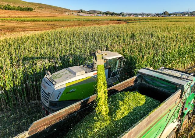 (250918) -- TONGLIAO, Sept. 18, 2025 (Xinhua) -- An aerial drone photo taken on Sept. 18, 2025 shows a harvester working at a corn field in Jurihe Town, Jarud Banner, Tongliao City, north China's Inner Mongolia Autonomous Region. (Xinhua/Lian Zhen)