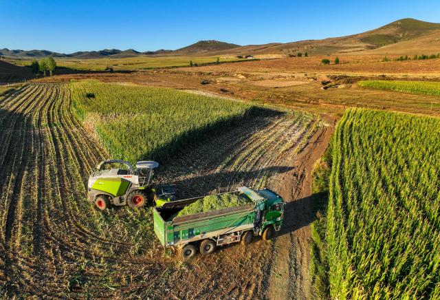 (250918) -- TONGLIAO, Sept. 18, 2025 (Xinhua) -- An aerial drone photo taken on Sept. 18, 2025 shows a harvester working at a corn field in Jurihe Town, Jarud Banner, Tongliao City, north China's Inner Mongolia Autonomous Region. (Xinhua/Lian Zhen)
