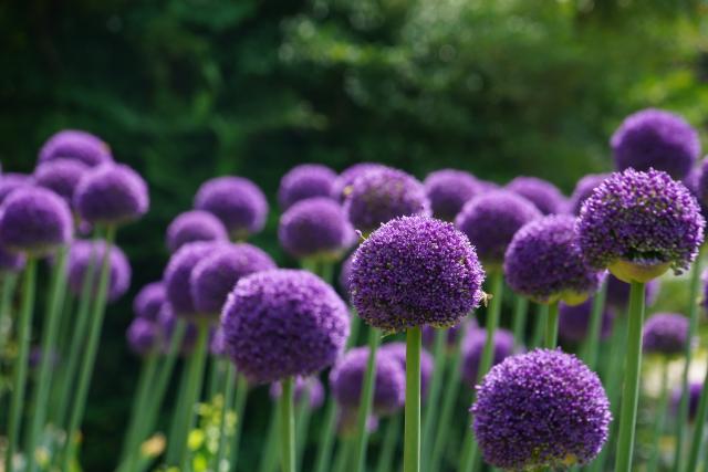 (250918) -- KUNMING, Sept. 18, 2025 (Xinhua) -- This photo taken on April 27, 2025 shows the Allium species during an exhibition of Allium species at Kunming Botanical Garden under the Kunming Institute of Botany of the Chinese Academy of Sciences in Kunming, southwest China's Yunnan Province. TO GO WITH "Feature: China, Uzbekistan jointly safeguard global Allium diversity" (Photo by Cao Xia/Xinhua)