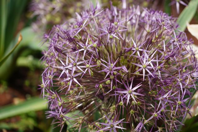(250918) -- KUNMING, Sept. 18, 2025 (Xinhua) -- This photo taken on April 27, 2025 shows the Allium species during an exhibition of Allium species at Kunming Botanical Garden under the Kunming Institute of Botany of the Chinese Academy of Sciences in Kunming, southwest China's Yunnan Province. TO GO WITH "Feature: China, Uzbekistan jointly safeguard global Allium diversity" (Photo by Luo Wenxin/Xinhua)
