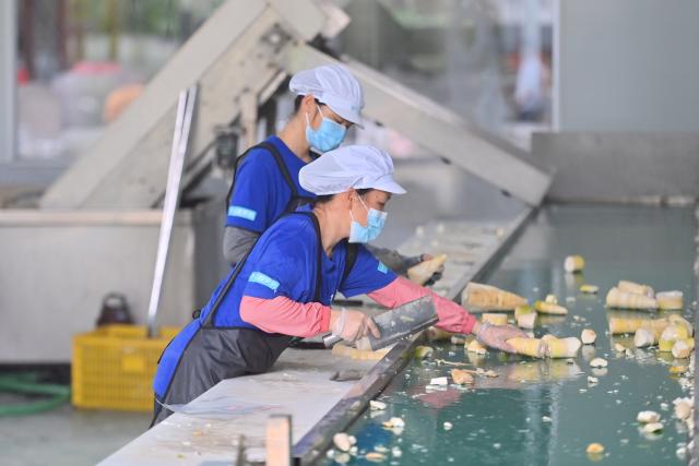 (250918) -- NANNING, Sept. 18, 2025 (Xinhua) -- Staff members prepare raw ingredients for pickled bamboo shoots at the workshop of a company in Liuzhou, south China's Guangxi Zhuang Autonomous Region, July 11, 2025. Luosifen, or river snail rice noodles, drew attention and popularity at the ongoing 22nd China-ASEAN Expo.
  Known for its pungent smell, Luosifen is an iconic delicacy in Liuzhou. It features rice vermicelli soaked in a spicy broth nicely flavored by river snails and topped with ingredients such as pickled bamboo shoots, string beans, peanuts and fried tofu skin. In 2021, it was included in the fifth batch of China's national intangible cultural heritage list.
  Since 2015, the local government of Liuzhou has supported the modernization of Luosifen-related industries to achieve industrialization, standardization, branding and large-scale development of the industry. This signature street food has gained more recognition among overseas consumers ever since.
  In 2024, the total integrated industrial chain sales revenue of Luosifen exceeded 75 billion yuan (about 10.55 billion U.S. dollars) in Liuzhou. (Photo by Zheng Changhao/Xinhua)