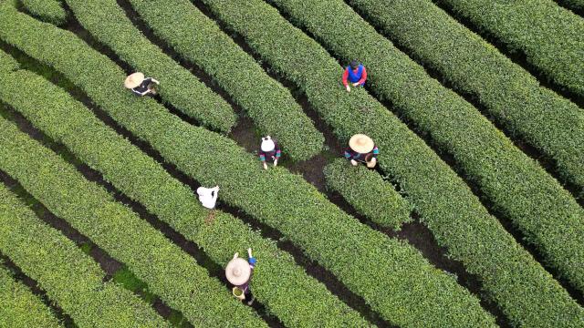 (250919) -- NANNING, Sept. 19, 2025 (Xinhua) -- Tea farmers harvest tea leaves at a tea garden in Sanjiang Dong Autonomous County, south China's Guangxi Zhuang Autonomous Region, March 21, 2025. Liubao tea, a Chinese dark tea known for its strong, lingering fragrance and medicinal properties, boasts a history spanning over 1,500 years. It has attracted thousands of eyes with its presence at the ongoing 22nd China-ASEAN Expo.
   The traditional Liubao tea-making technique is also recognized as a UNESCO Intangible Cultural Heritage subproject. Named after Liubao Town in Wuzhou City, Guangxi, the tea thrives in this region, where mist-covered mountains and a favorable climate have long made it an ideal area for tea cultivation. (Xinhua/Zhang Ailin)