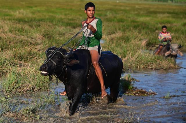 (251002) -- MARAJO ISLAND, Oct. 2, 2025 (Xinhua) -- Boys ride water buffaloes on Marajo Island, Brazil, Oct. 1, 2025. (Photo by Lucio Tavora/Xinhua)