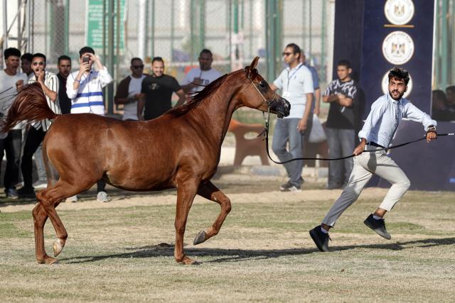 (251002) -- CAIRO, Oct. 2, 2025 (Xinhua) -- A breeder leads a horse at an Arabian horse beauty contest during the Sharqia Arabian Horses Festival in Sharqia province, Egypt, Oct. 2, 2025. The three-day horse festival started on Wednesday here with the participation of around 167 Arabian horses. (Xinhua/Ahmed Gomaa)