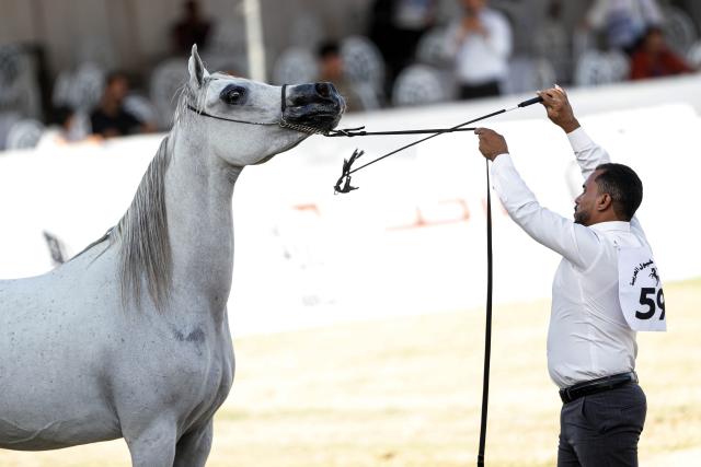 (251002) -- CAIRO, Oct. 2, 2025 (Xinhua) -- A breeder leads a horse at an Arabian horse beauty contest during the Sharqia Arabian Horses Festival in Sharqia province, Egypt, Oct. 2, 2025. The three-day horse festival started on Wednesday here with the participation of around 167 Arabian horses. (Xinhua/Ahmed Gomaa)