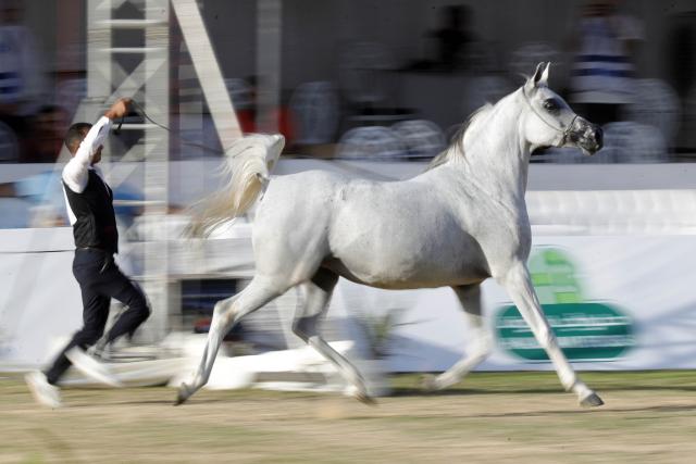 (251002) -- CAIRO, Oct. 2, 2025 (Xinhua) -- A breeder leads a horse at an Arabian horse beauty contest during the Sharqia Arabian Horses Festival in Sharqia province, Egypt, Oct. 2, 2025. The three-day horse festival started on Wednesday here with the participation of around 167 Arabian horses. (Xinhua/Ahmed Gomaa)