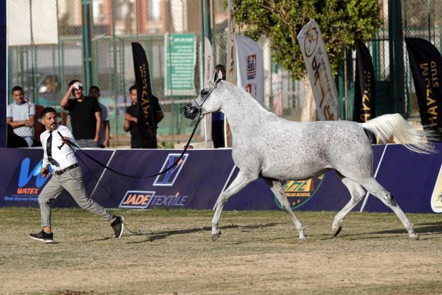 (251002) -- CAIRO, Oct. 2, 2025 (Xinhua) -- A breeder leads a horse at an Arabian horse beauty contest during the Sharqia Arabian Horses Festival in Sharqia province, Egypt, Oct. 2, 2025. The three-day horse festival started on Wednesday here with the participation of around 167 Arabian horses. (Xinhua/Ahmed Gomaa)
