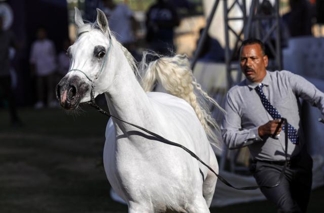 (251002) -- CAIRO, Oct. 2, 2025 (Xinhua) -- A breeder leads a horse at an Arabian horse beauty contest during the Sharqia Arabian Horses Festival in Sharqia province, Egypt, Oct. 2, 2025. The three-day horse festival started on Wednesday here with the participation of around 167 Arabian horses. (Xinhua/Ahmed Gomaa)