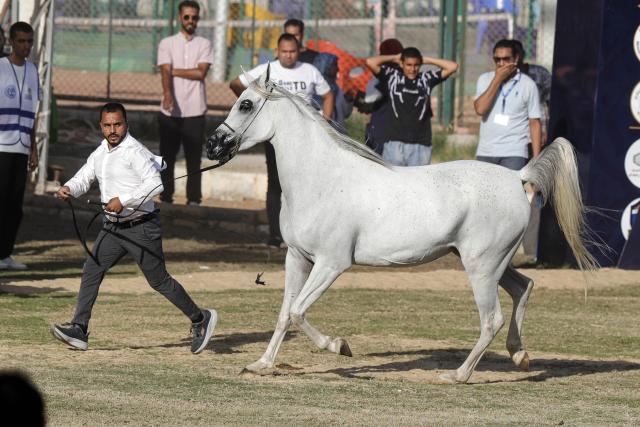 (251002) -- CAIRO, Oct. 2, 2025 (Xinhua) -- A breeder leads a horse at an Arabian horse beauty contest during the Sharqia Arabian Horses Festival in Sharqia province, Egypt, Oct. 2, 2025. The three-day horse festival started on Wednesday here with the participation of around 167 Arabian horses. (Xinhua/Ahmed Gomaa)