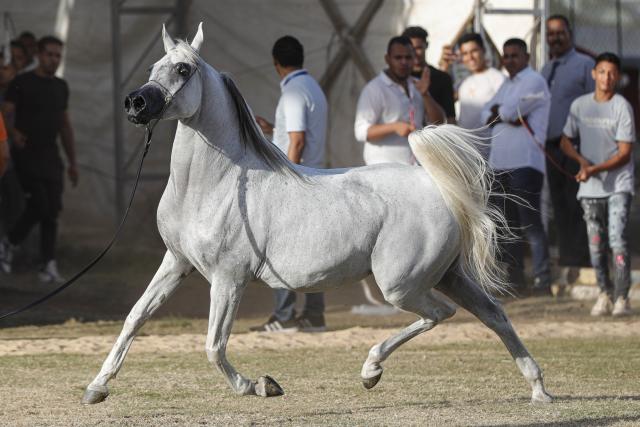 (251002) -- CAIRO, Oct. 2, 2025 (Xinhua) -- A horse takes part in an Arabian horse beauty contest during the Sharqia Arabian Horses Festival in Sharqia province, Egypt, Oct. 2, 2025. The three-day horse festival started on Wednesday here with the participation of around 167 Arabian horses. (Xinhua/Ahmed Gomaa)