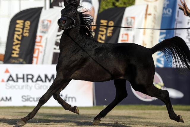 (251002) -- CAIRO, Oct. 2, 2025 (Xinhua) -- A horse takes part in an Arabian horse beauty contest during the Sharqia Arabian Horses Festival in Sharqia province, Egypt, Oct. 2, 2025. The three-day horse festival started on Wednesday here with the participation of around 167 Arabian horses. (Xinhua/Ahmed Gomaa)