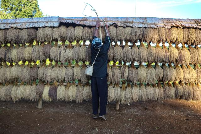 (251006) -- SUKABUMI, Oct. 6, 2025 (Xinhua) -- This photo taken on Oct. 5, 2025 shows a man tying leaf weaving roof to cover bunches of harvested paddy during the Seren Taun festival in Sukabumi regency of West Java, Indonesia. Seren Taun is a traditional festival for local people to celebrate paddy harvest and express gratitude. (Photo by Rangga Firmansyah/Xinhua)
