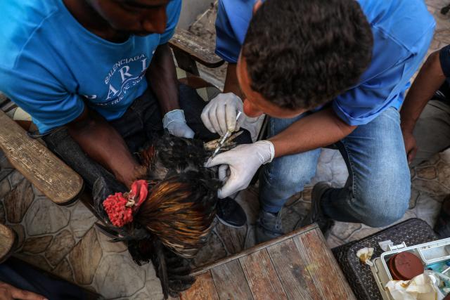 (251007) -- GAZA, Oct. 7, 2025 (Xinhua) -- Animal volunteers provide treatment for a rooster in Deir al-Balah, central Gaza, on Oct. 7, 2025. Animal volunteers move between the homes and tents of displaced people in Deir al-Balah, central Gaza, providing treatment to sick and injured animals and birds, amid a shortage of animal medicine due to the ongoing war on the Strip. (Photo by Rizek Abdeljawad/Xinhua)
