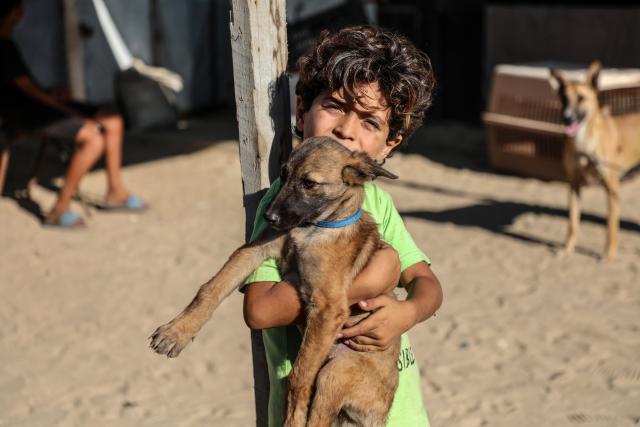 (251007) -- GAZA, Oct. 7, 2025 (Xinhua) -- A boy holds a dog in Deir al-Balah, central Gaza, on Oct. 7, 2025. Animal volunteers move between the homes and tents of displaced people in Deir al-Balah, central Gaza, providing treatment to sick and injured animals and birds, amid a shortage of animal medicine due to the ongoing war on the Strip. (Photo by Rizek Abdeljawad/Xinhua)