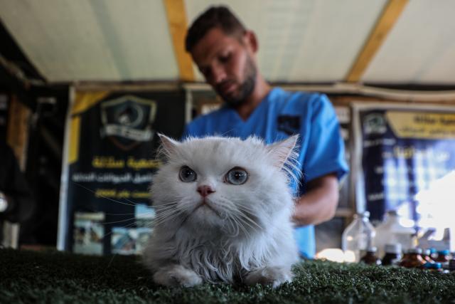 (251007) -- GAZA, Oct. 7, 2025 (Xinhua) -- An animal volunteer checks a cat in Deir al-Balah, central Gaza, on Oct. 7, 2025. Animal volunteers move between the homes and tents of displaced people in Deir al-Balah, central Gaza, providing treatment to sick and injured animals and birds, amid a shortage of animal medicine due to the ongoing war on the Strip. (Photo by Rizek Abdeljawad/Xinhua)