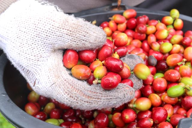 (251009) -- ACEH, Oct. 9, 2025 (Xinhua) -- A farmer holds freshly-harvested Arabica coffee beans at an Arabica coffee beans plantation in Bener Meriah regency, Aceh province, Indonesia, Oct. 9, 2025. Indonesia exported 206,700 tons of coffee between January and June 2025, the Ministry of Micro, Small, and Medium Enterprises (MSMEs) said on Wednesday. (Photo by Fachrul Reza/Xinhua)