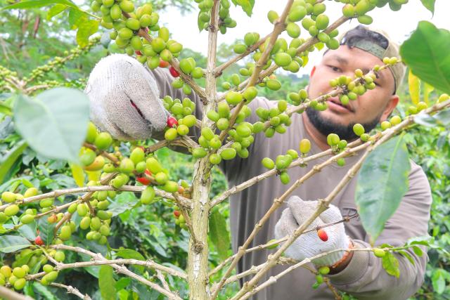 (251009) -- ACEH, Oct. 9, 2025 (Xinhua) -- A farmer harvests coffee beans during harvest time at an Arabica coffee beans plantation in Bener Meriah regency, Aceh province, Indonesia, Oct. 9, 2025. Indonesia exported 206,700 tons of coffee between January and June 2025, the Ministry of Micro, Small, and Medium Enterprises (MSMEs) said on Wednesday. (Photo by Fachrul Reza/Xinhua)