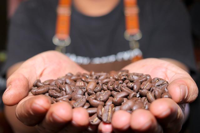 (251009) -- ACEH, Oct. 9, 2025 (Xinhua) -- A barista holds roasted Arabica coffee beans in Bener Meriah regency, Aceh province, Indonesia, Oct. 9, 2025. Indonesia exported 206,700 tons of coffee between January and June 2025, the Ministry of Micro, Small, and Medium Enterprises (MSMEs) said on Wednesday. (Photo by Fachrul Reza/Xinhua)