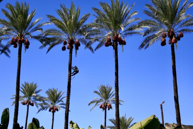 (251010) -- ZAHRANI, Oct. 10, 2025 (Xinhua) -- A worker climbs a date tree to harvest ripe dates in Zahrani, Lebanon, Oct. 10, 2025. (Photo by Ali Hashisho/Xinhua)