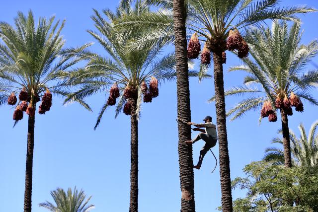 (251010) -- ZAHRANI, Oct. 10, 2025 (Xinhua) -- A worker climbs a date tree to harvest ripe dates in Zahrani, Lebanon, Oct. 10, 2025. (Photo by Ali Hashisho/Xinhua)