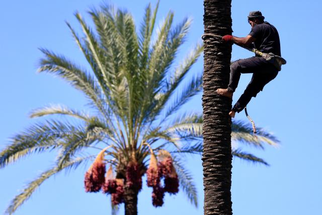 (251010) -- ZAHRANI, Oct. 10, 2025 (Xinhua) -- A worker climbs a date tree to harvest ripe dates in Zahrani, Lebanon, Oct. 10, 2025. (Photo by Ali Hashisho/Xinhua)