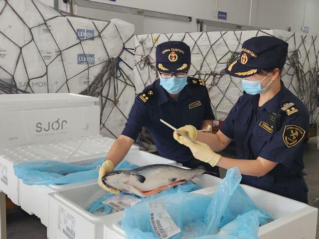 (251011) -- CHENGDU, Oct. 11, 2025 (Xinhua) -- Customs officers check imported salmon at Chengdu Tianfu International Airport in Chengdu, southwest China's Sichuan Province, Sept. 30, 2025. TO GO WITH "Economic Watch: Durians, salmons, tapioca: An inland Chinese city's new Silk Road bites" (Photo by Deng Mingfang/Xinhua)