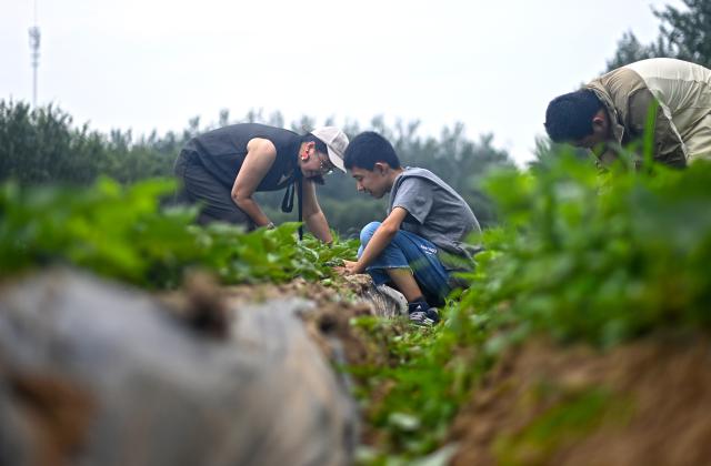 (251012) -- TIANJIN, Oct. 12, 2025 (Xinhua) -- An autistic teenager (C) and his parent (L) weed at Hui'ai Farm in Xiqing District, north China's Tianjin, May 31, 2025. TO GO WITH "Across China: Youths with autism harvest corn, hope on north China farm" (Xinhua/Zhao Zishuo)