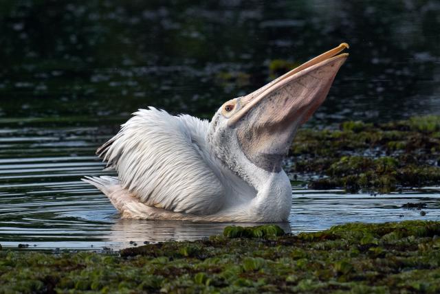 (251013) -- KOTTE, Oct. 13, 2025 (Xinhua) -- A pelican is seen in a wetland park in Kotte, Sri Lanka, on Oct. 12, 2025. (Photo by Ajith Perera/Xinhua)