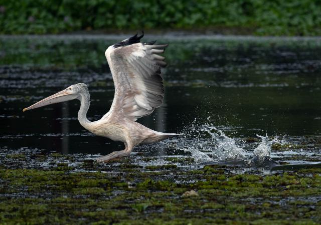 (251013) -- KOTTE, Oct. 13, 2025 (Xinhua) -- A pelican is seen in a wetland park in Kotte, Sri Lanka, on Oct. 12, 2025. (Photo by Ajith Perera/Xinhua)