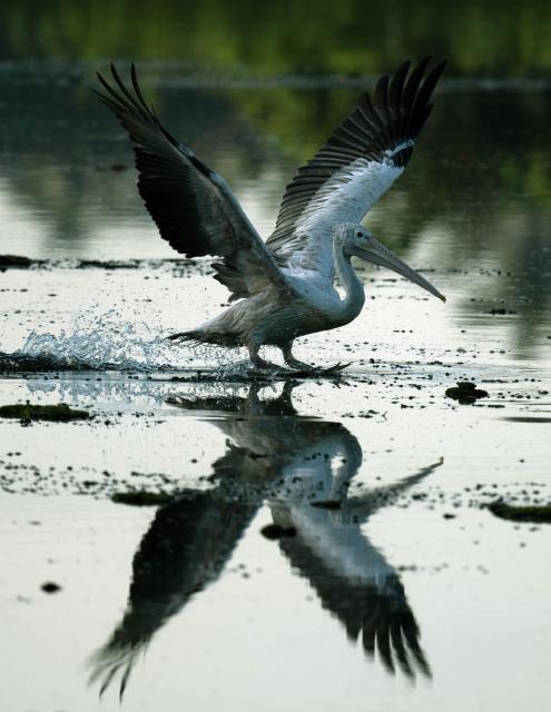 (251013) -- KOTTE, Oct. 13, 2025 (Xinhua) -- A pelican is seen in a wetland park in Kotte, Sri Lanka, on Oct. 12, 2025. (Photo by Ajith Perera/Xinhua)