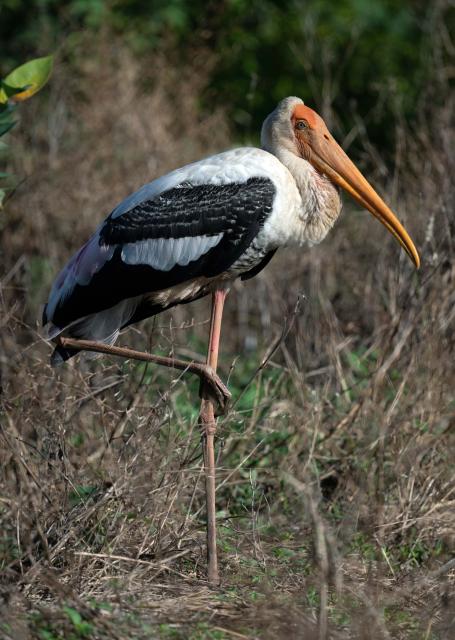 (251013) -- KOTTE, Oct. 13, 2025 (Xinhua) -- A painted stork is seen in a wetland park in Kotte, Sri Lanka, on Oct. 13, 2025. (Photo by Ajith Perera/Xinhua)