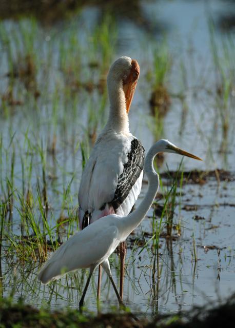 (251013) -- KOTTE, Oct. 13, 2025 (Xinhua) -- Painted storks are seen in a wetland park in Kotte, Sri Lanka, on Oct. 13, 2025. (Photo by Ajith Perera/Xinhua)